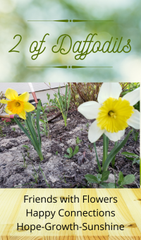 two of daffodils card